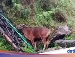 Bawa Sapi Mendaki Gunung Rinjani Untuk Disembelih, Rombongan Pendaki Dikecam