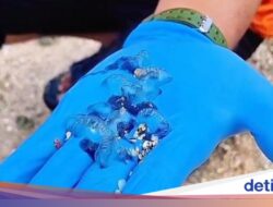 Korban Sengatan Ubur-ubur Hingga Pantai Gunungkidul Mulai Berjatuhan