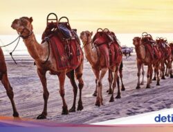 Niatnya Berjalan Naik Unta, Apa Daya 2 Turis Terlempar Bersama Punuknya