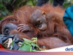 Di Hutan Terbakar, Satwa Berpotensi Untuk Cari Selamat Hingga Negeri Tetangga