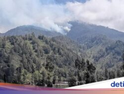 Kebakaran TNBTS Bakar Vegetasi Endemik, Satwa Liar Kehilangan Habitat