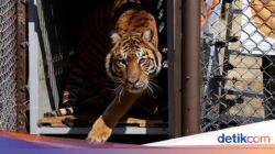 Pelepasan Singa dan Harimau Untuk Kebun Binatang Lujan Hingga Alam Liar