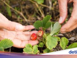 Mau Makan Buah Langsung Untuk Pohon? Coba Datang Hingga 4 Destinasi Wisata Ini