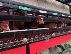 Gampang-gampang Susah Pelihara Sendiri Ayam Petelur Ke Tempattinggal