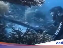 WN China Panah-Santap Penyu Ke Raja Ampat, Panci-Sumpit Di Sebab Itu Produk Bukti
