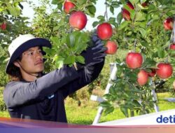 Unik! Olahragawan Sepak Bola Ini Kerja ‘Part Time’ Bersama Sebab Itu Pemetik Apel